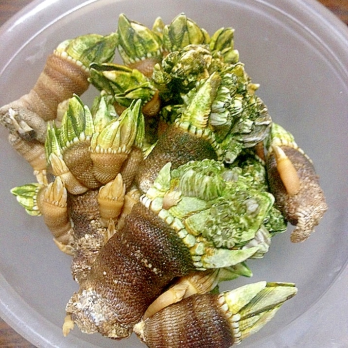 亀の手の塩茹で レシピ 作り方 By 通販大好き5587 楽天レシピ 亀の手の塩茹で レシピ 作り方 By 通販大好き5587 楽天レシピ